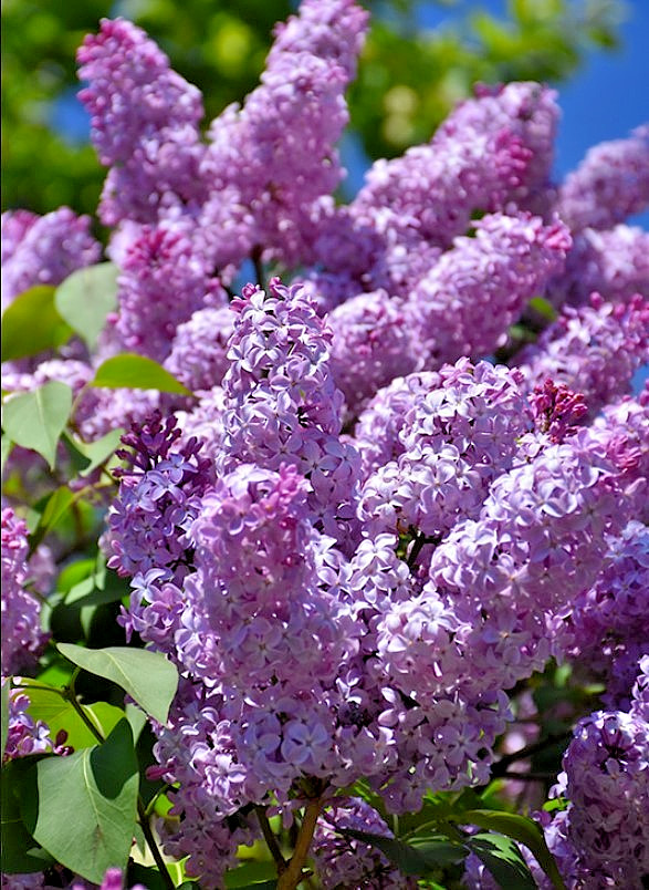 Common Lilac Live Tree – 6-12″ Tall – 4″ Pot – Fragrance Bush – Zones 3-7 Hardy