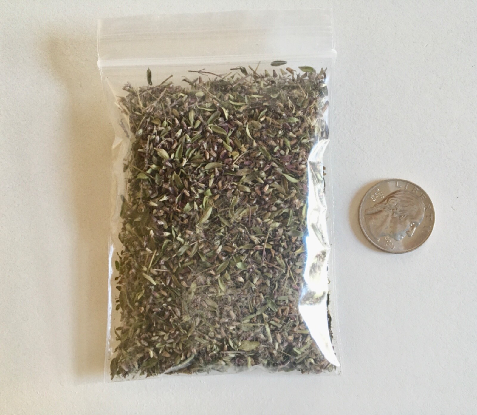 5,000 CREEPING ELFIN THYME SEEDS FOR GRASS REPLACEMENT, ROCK GARDENS, ETC.