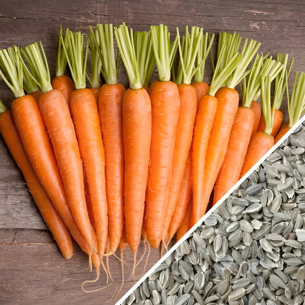 1,000 Heirloom Imperator 58 Carrot Seeds Giant High Yield Fast Growing and Sweet