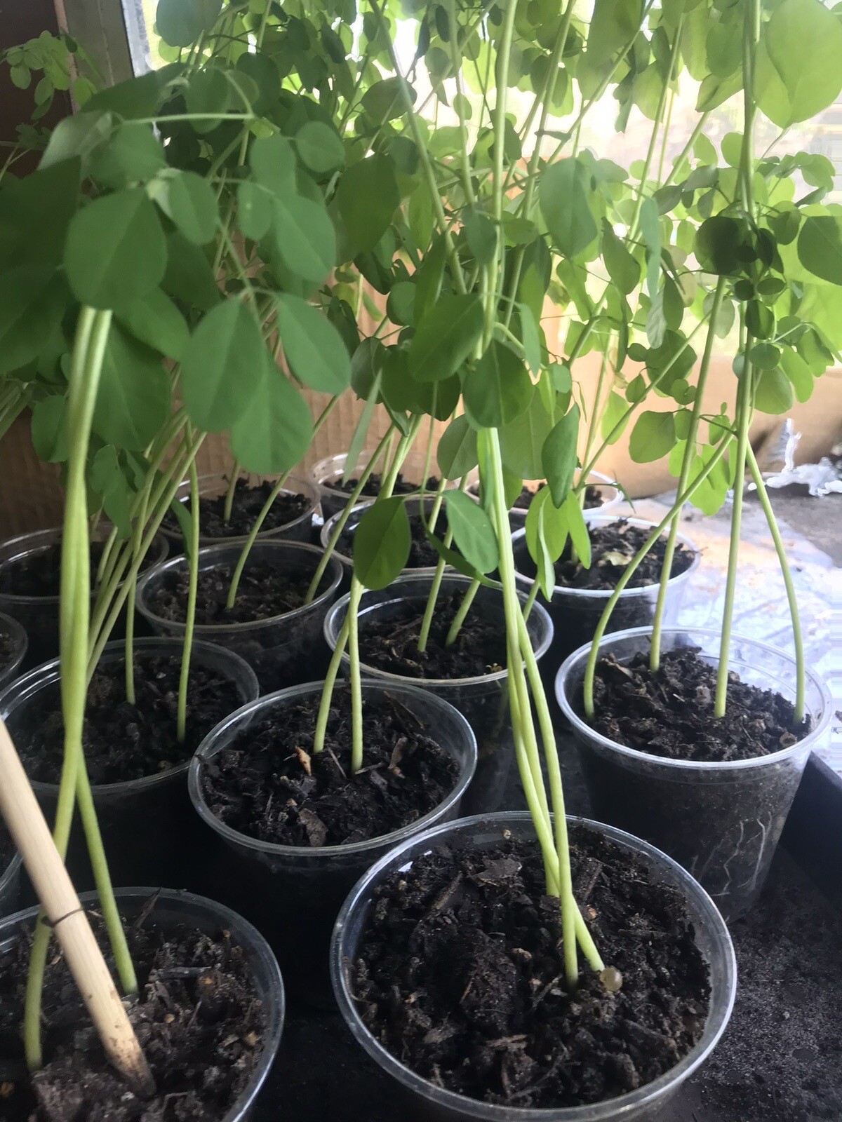 A Cup Moringa TREE Live Plant 5- 10”TREE OF LIFE FRESH Food Forest Permaculture