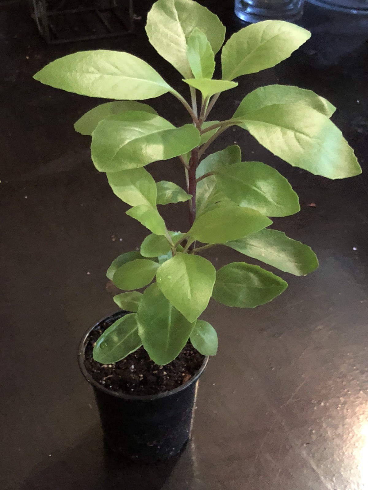 1 Longevity Spinach Plant-Gynura Procumbens-Edible plant-At Least 12 Inches Tall