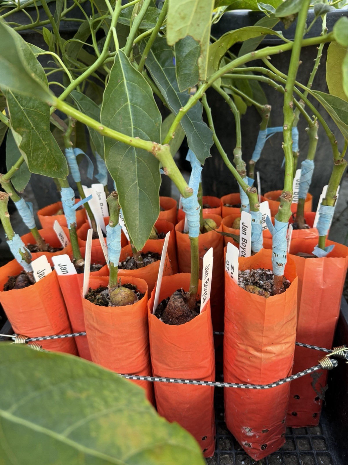 GRAFTED Jan Boyce Avocado Tree Seedling Broadleaf Green Live Plant