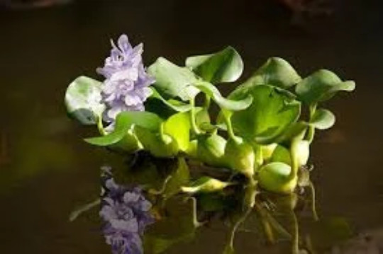 Kazen Aquatic 100% ORGANIC GROWN Water Hyacinth. (Pond plant)