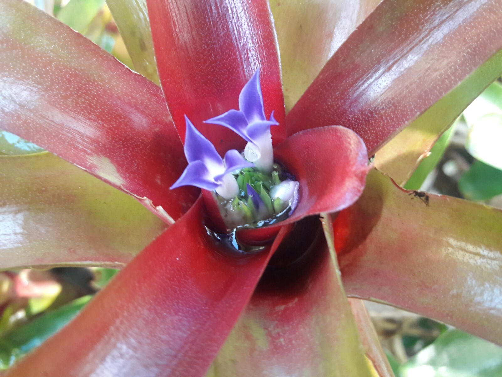 Branching Neoregelia Bromeliad – Green / Dark Red – Pack of 3