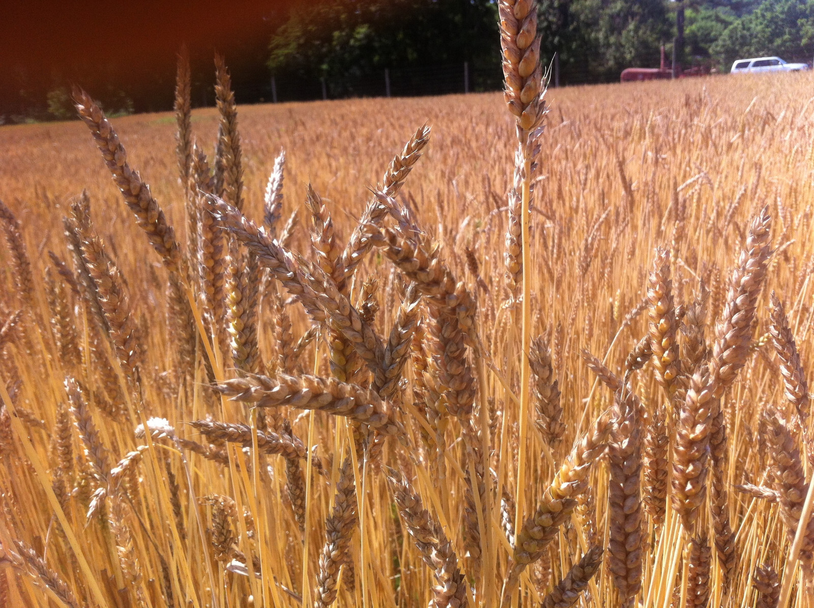 Peruvian Red Wheat Seeds (200) / BREAD / ORGANIC / EASY / RARE