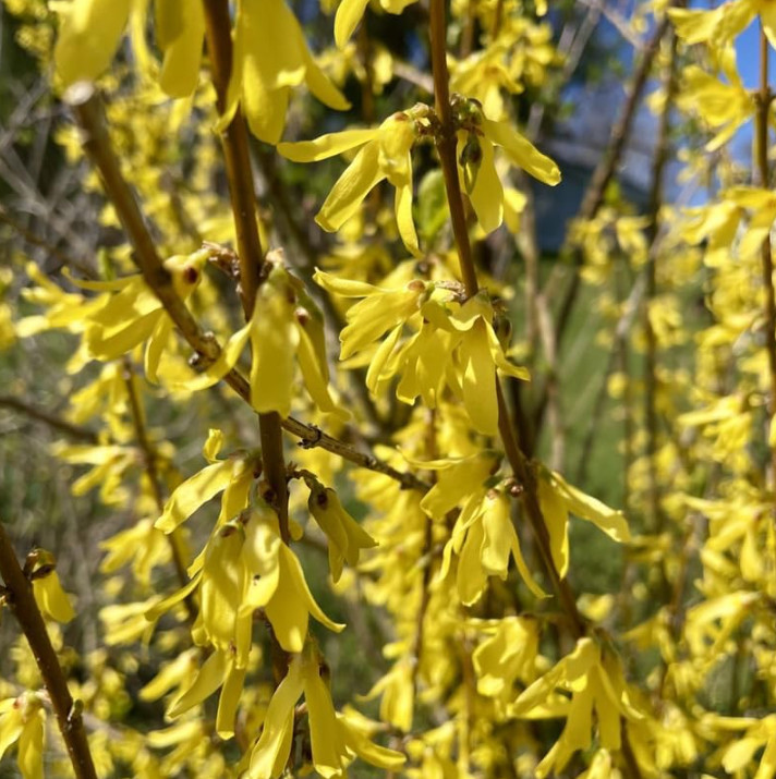 Live Lynwood Gold Forsythia Plant – 6–12” Tall – 4” Pot – Flowering Shrub