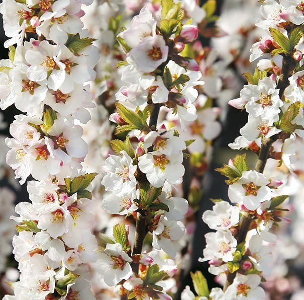 1 DORMANT Nanking bush red cherry, rooted plant. Zones 2-7 Prunus tomentosa