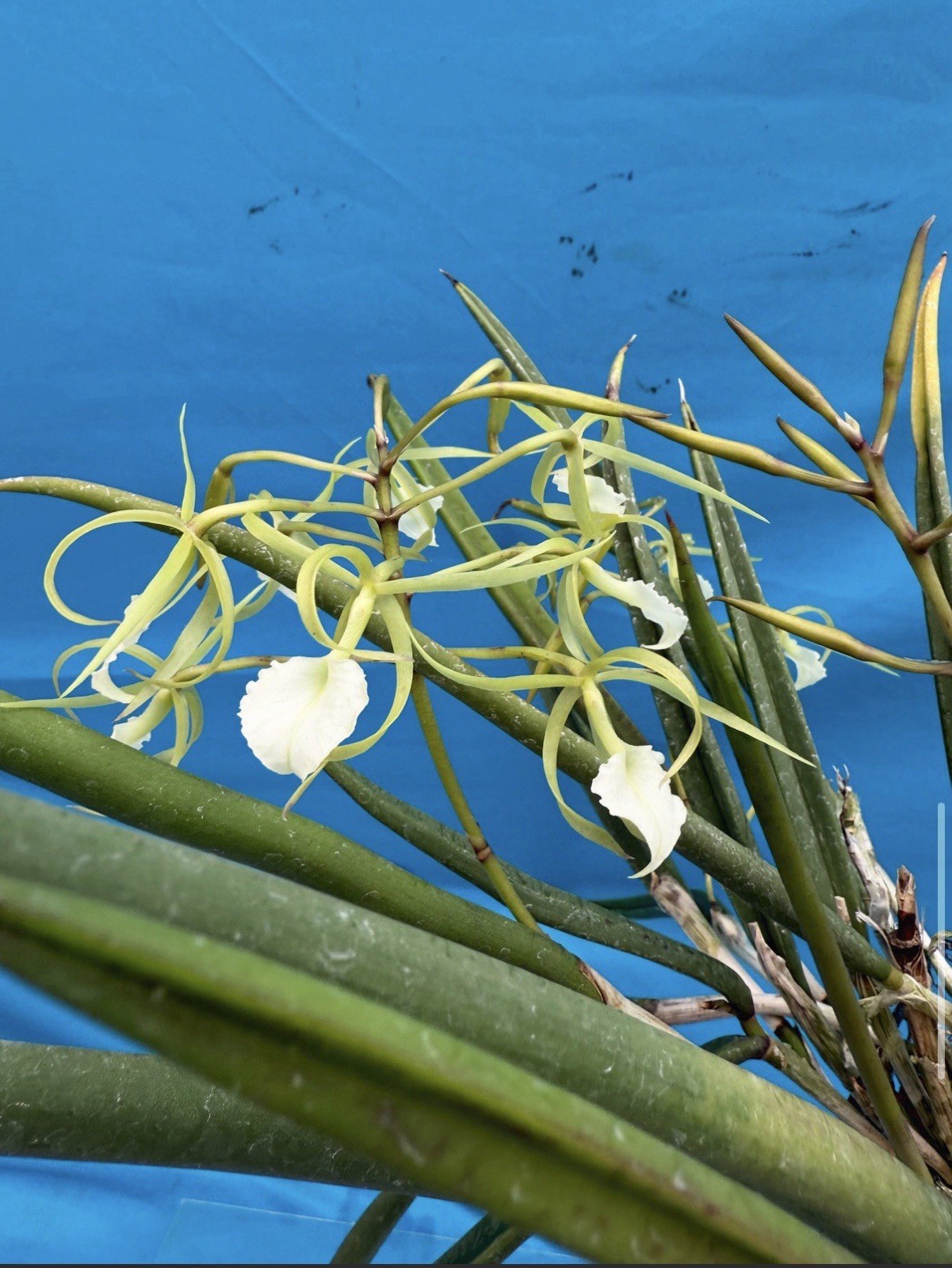 Brassavola cordata Green White Bloom Size Orchid Species 9” Pot + Hanger