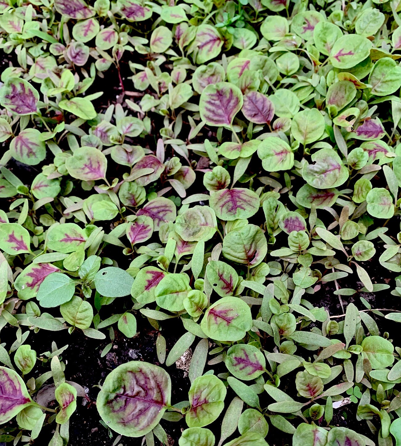 1000+ Amaranth Seeds – Amaranth red striped leaf – NON GMO – USA FREE SHIP