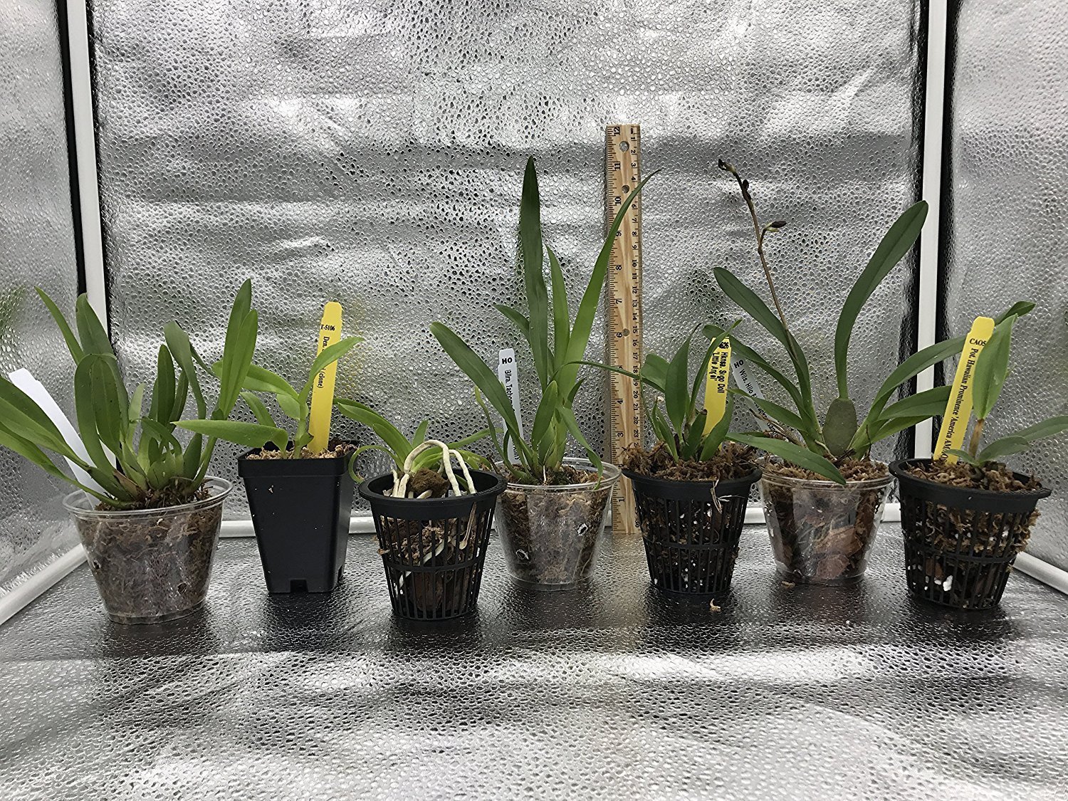 B25 – 4 Live Orchid choose (Cattleya, Oncidium, Vanda, Dendrobium,Phalaenop