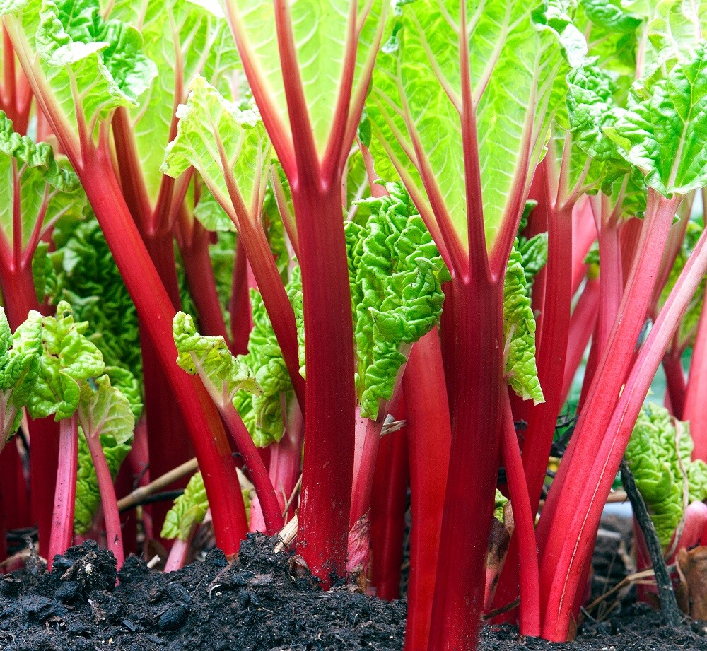 Swiss Chard Rhubarb Seeds | Non-GMO | Heirloom | Fresh Garden Seeds
