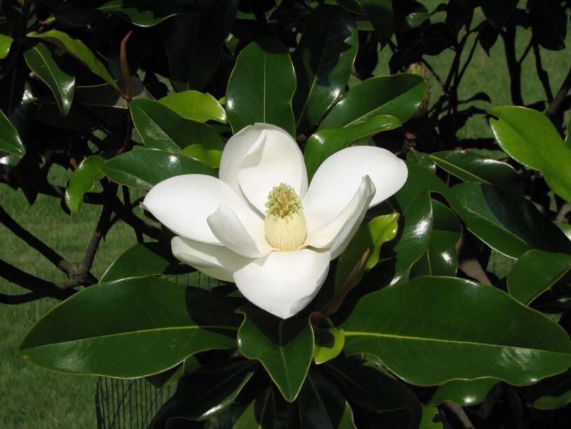 “‘Bracken’s Brown Beauty ” Southern Magnolia Tree~ 20-28 inch tall~Well Rooted