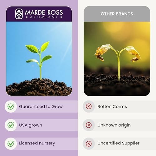 10 Large Saffron Crocus Corms – Purple Blooms, Perennial Bulbs for Outdoor Plant