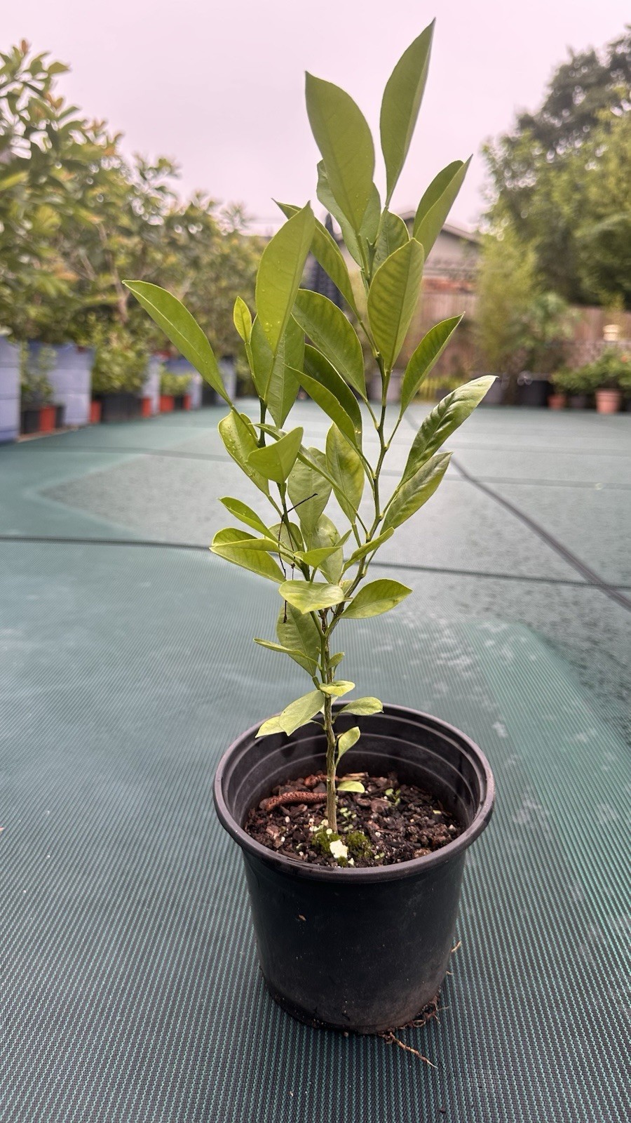 Calamondin/Calamansi seedling 14” (Citrofortunella Microcarpa) No Ship Ca