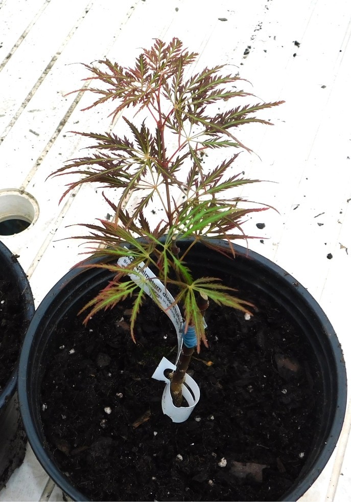 Doctor Brown Grafted Japanese Maple Plants