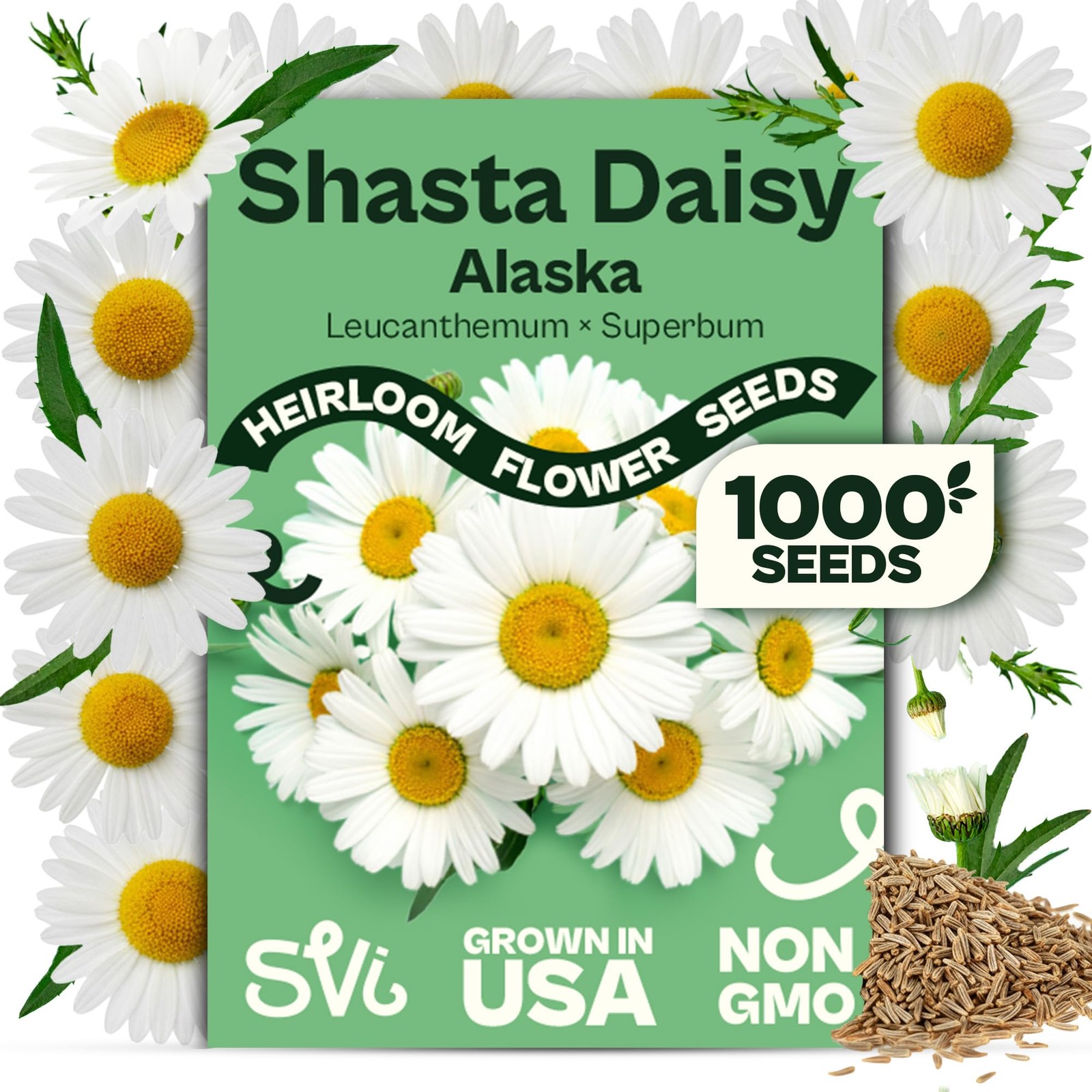 SVI 1000 Alaska Shasta Daisy Seeds (Leucanthemum) – White Flowers
