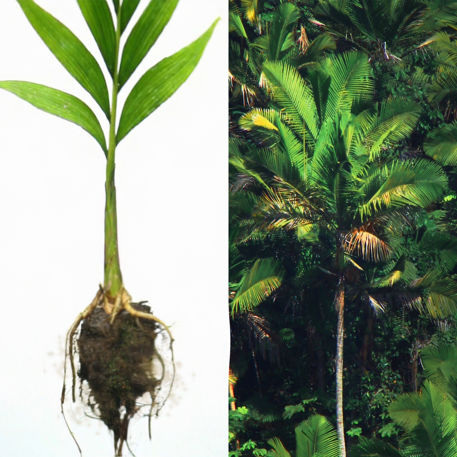 1 FT Tall : EX RARE : LIVE Prestoea Acuminata Sierra Palm Shade Rainforest Exoti