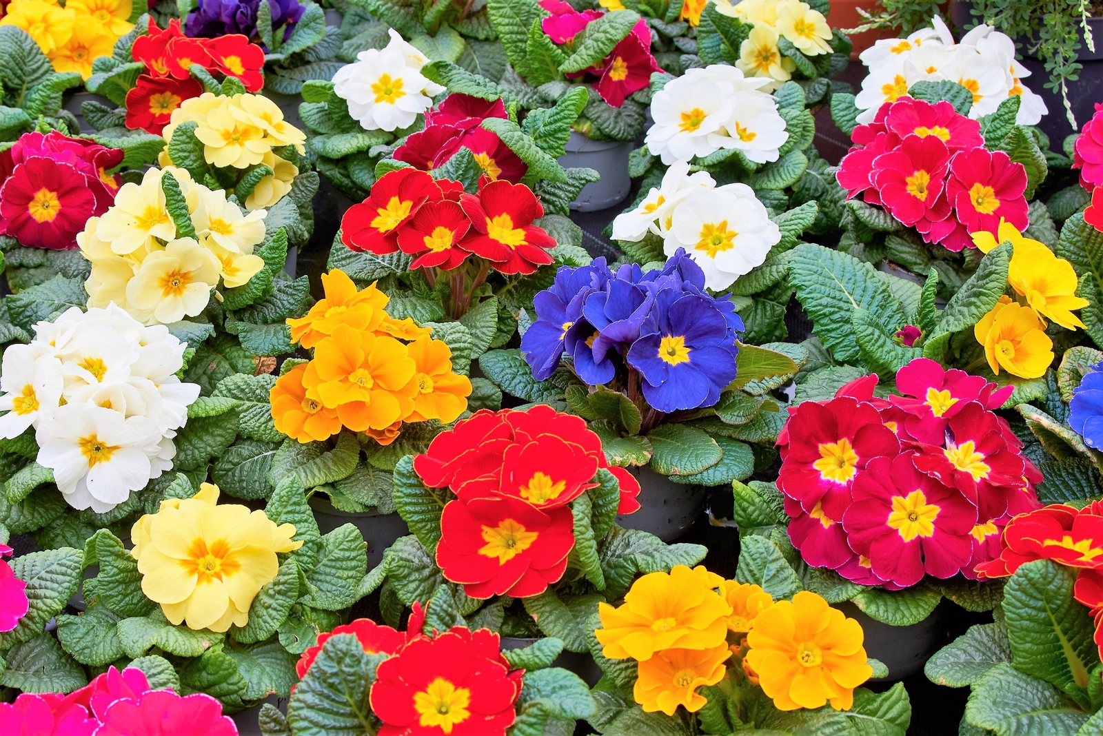 50 MIXED ENGLISH PRIMROSE Primula Vulgaris Acaulis Shade Houseplant Flower Seeds
