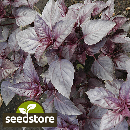 Dark Opal Basil Seeds | 500 Seeds | Heirloom – Non-GMO | Free Shipping | 1128