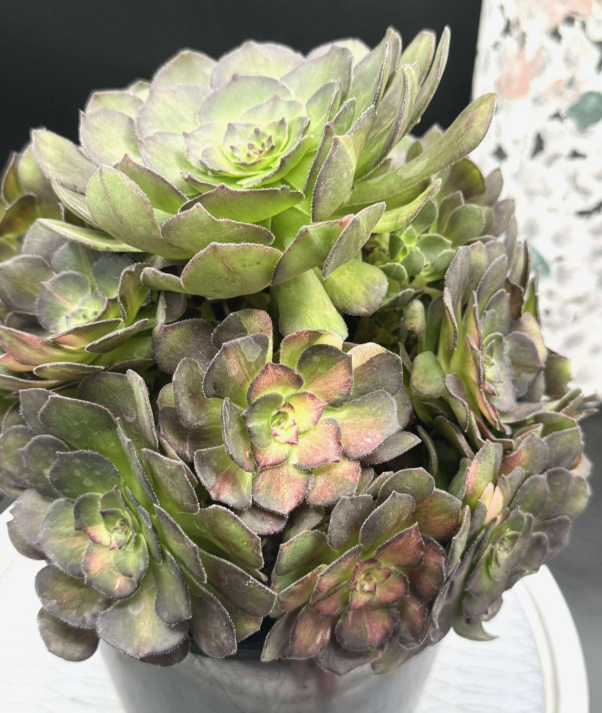 Imported Succulent live plant rare succulent decor Aeonium Seawave Middle