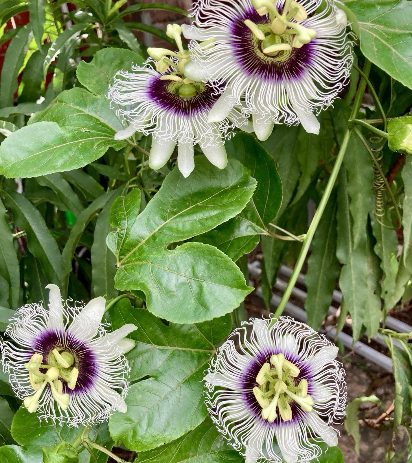 Purple Passion Fruit /Passiflora Edulis Live Plants 12″ Tall Planted In A 4″ Pot
