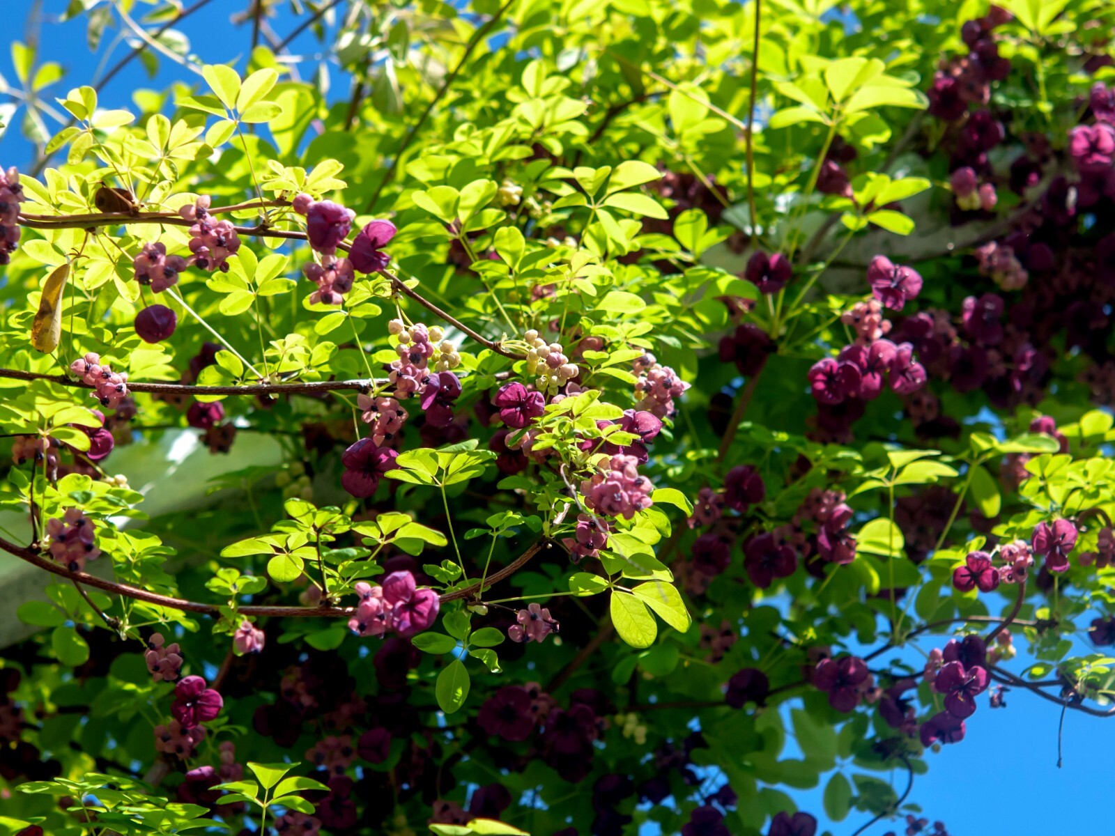 100 – 1,000 CHOCOLATE VINE SEEDS “3-LEAF” (A. trifoliata) Fruit Flower Climber