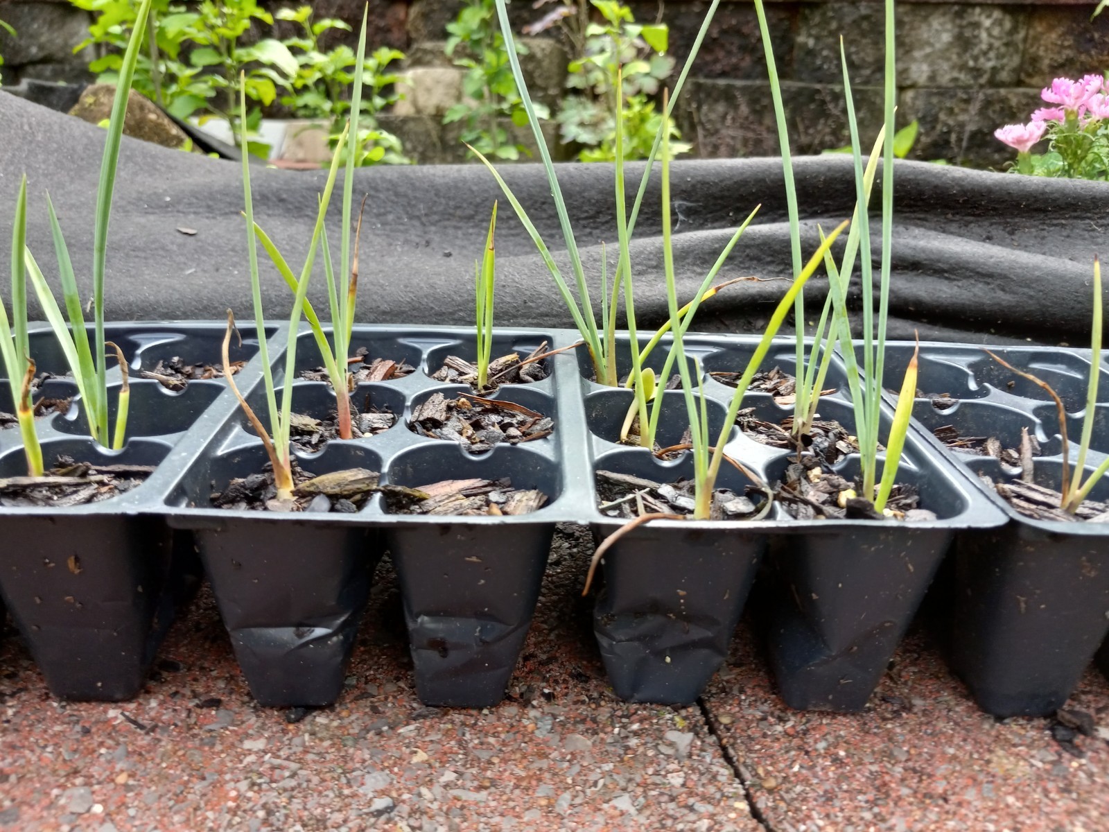 (1) 5″-8″ HIGH RED YUCCA 2 YEAR OLD SEEDLING BARE ROOT Last 5 Pics ACTUAL PLANT