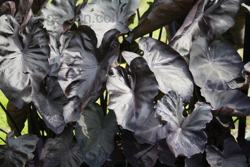 Black Coral – Colocasia esculenta- Elephant Ear – SMALL ROOTED STARTER Plant