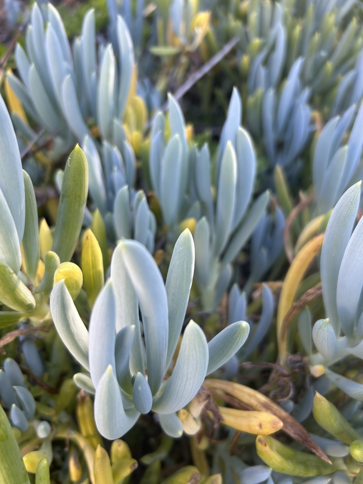 Blue Chalk Stick Cuttings
