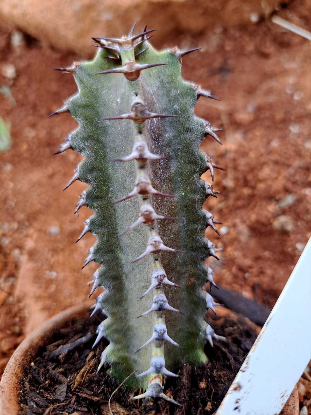 EUPHORBIA CANARIENSIS COPPER FORM *** GORGEOUS ! ! ***