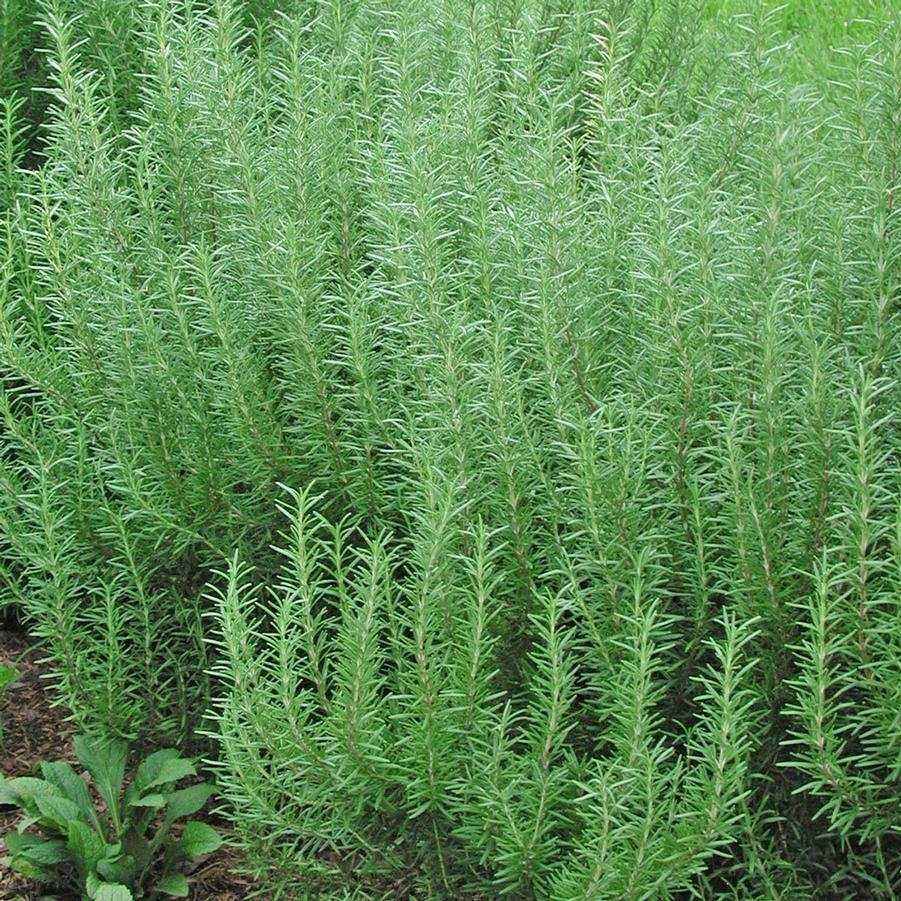 Arp Rosemary Plant Cold-Hardy Herb for Cooking and Gardens (4” Pot)