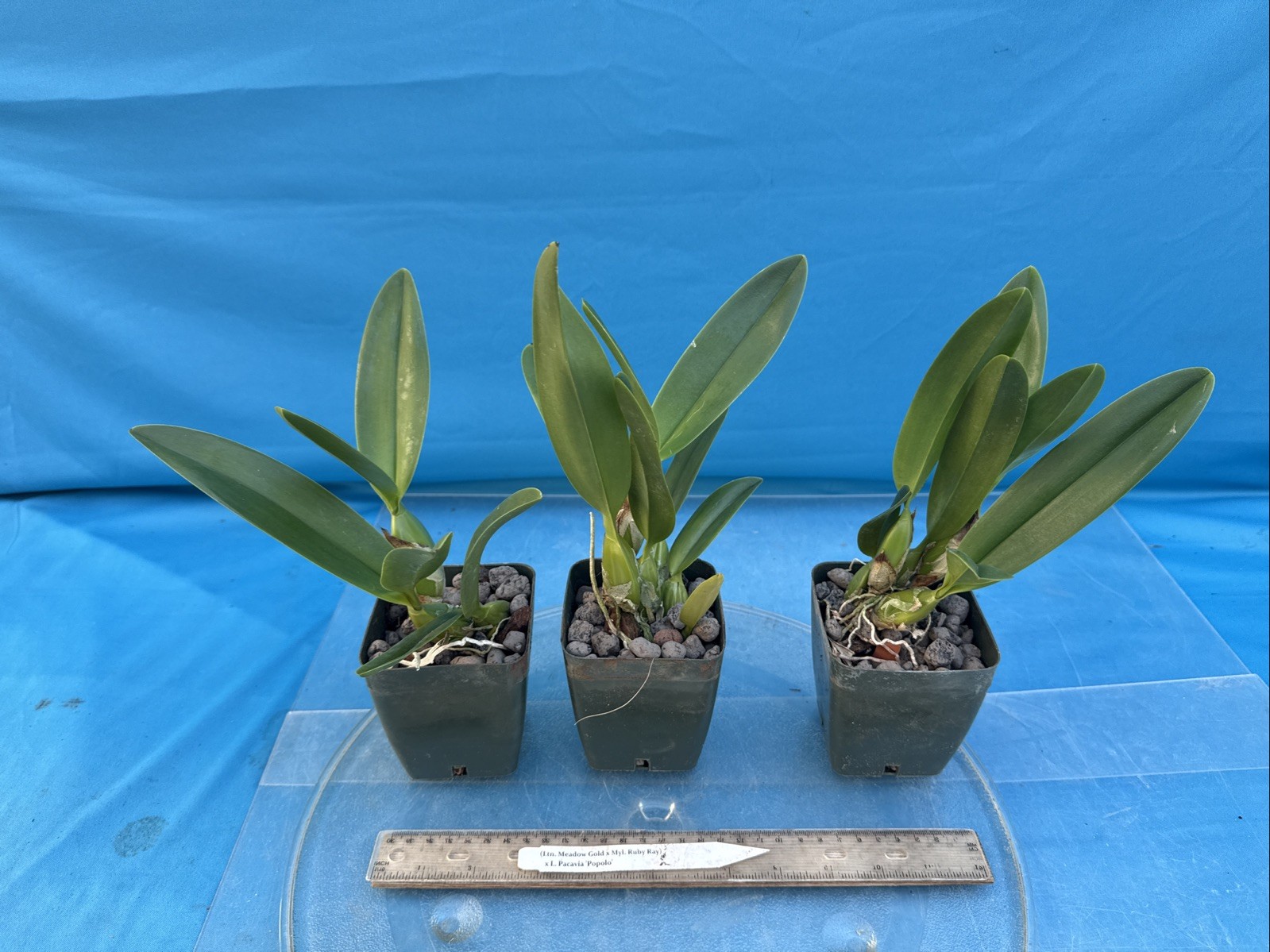 (Ltn Meadow Gold X Myl. Ruby Ray) X Cattleya Pacavia Orchid Eros 4” Pot
