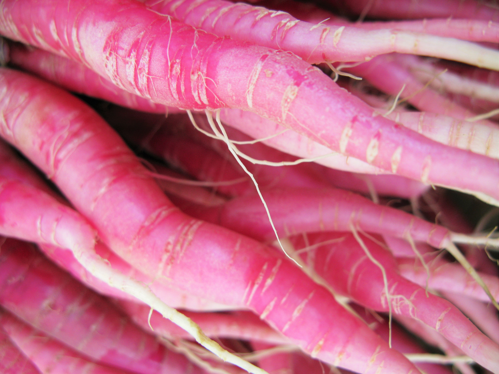 100 PINK SUMMERSICLE RADISH Raphanus Sativus Root Vegetable Seeds *Combined Ship