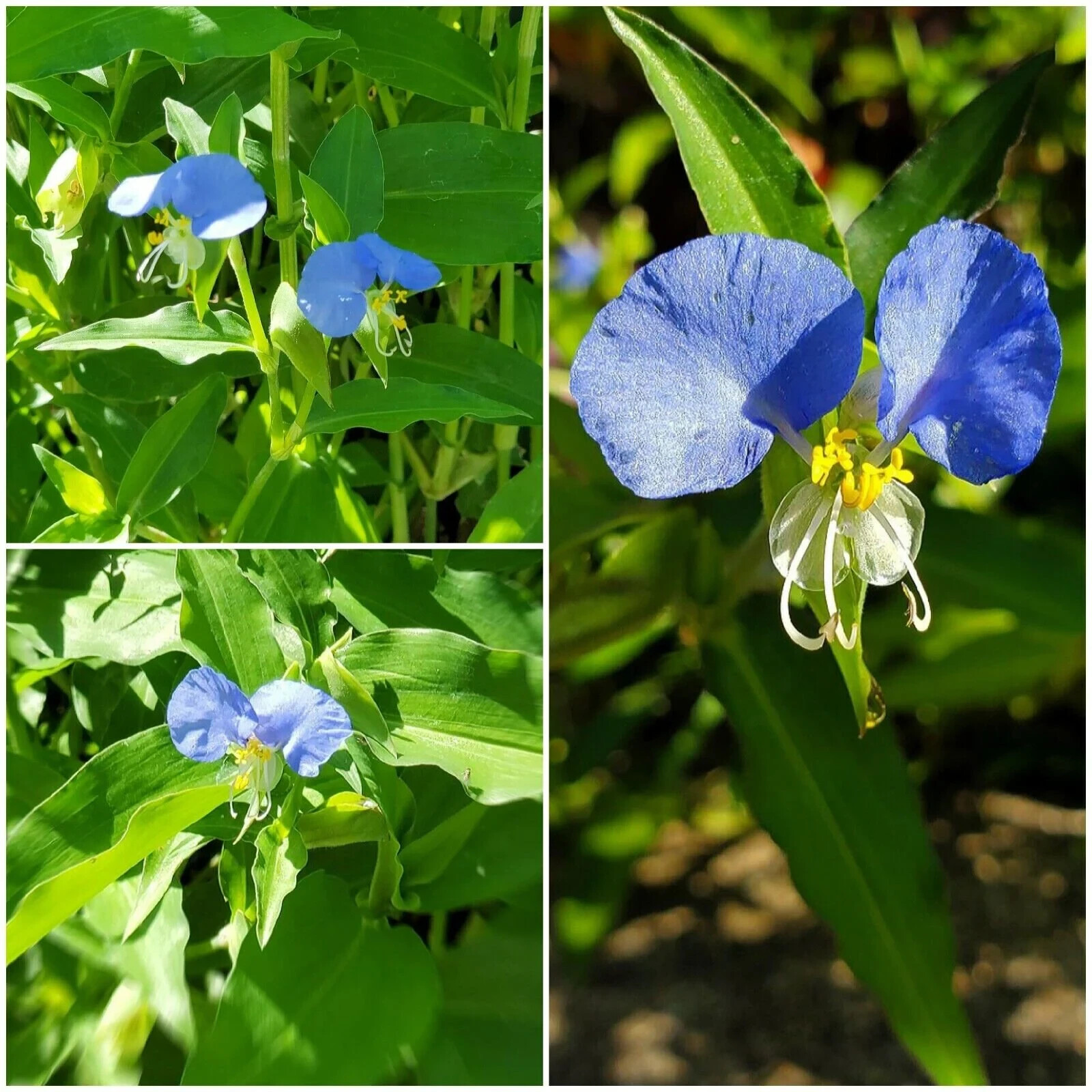 15 Spiderwort Day Lily Plants, Wandering Jew Blue, Very Easy To Grow, Outdoor