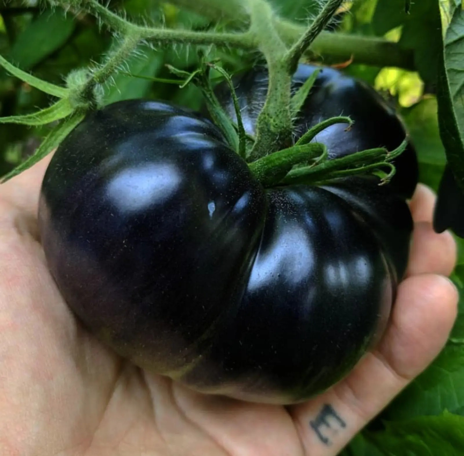 120+ Black Sea Man Tomato Seeds – Heirloom – Organic ———————- RARE