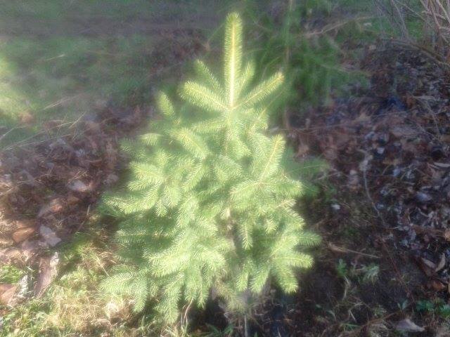 LOOK – Lot of ~10~ NORWAY SPRUCE SEEDLINGS 6″-10″ TALL! Ships Spring 2024