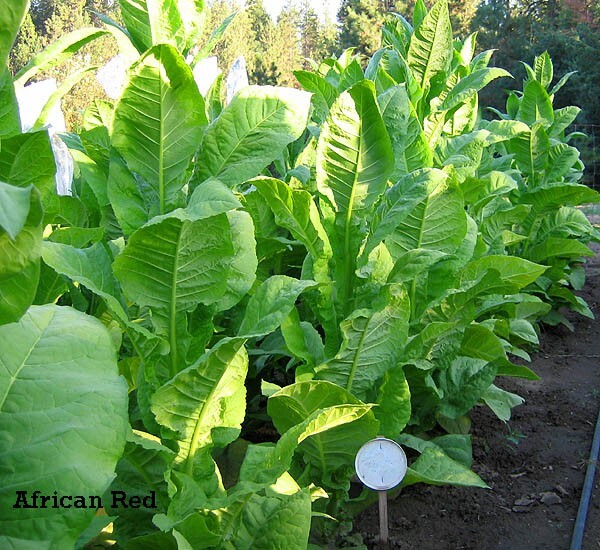 1000 African Red Tobacco Seeds ~ Bright Leaf Nicotiana Tabacum ~ High Nic!