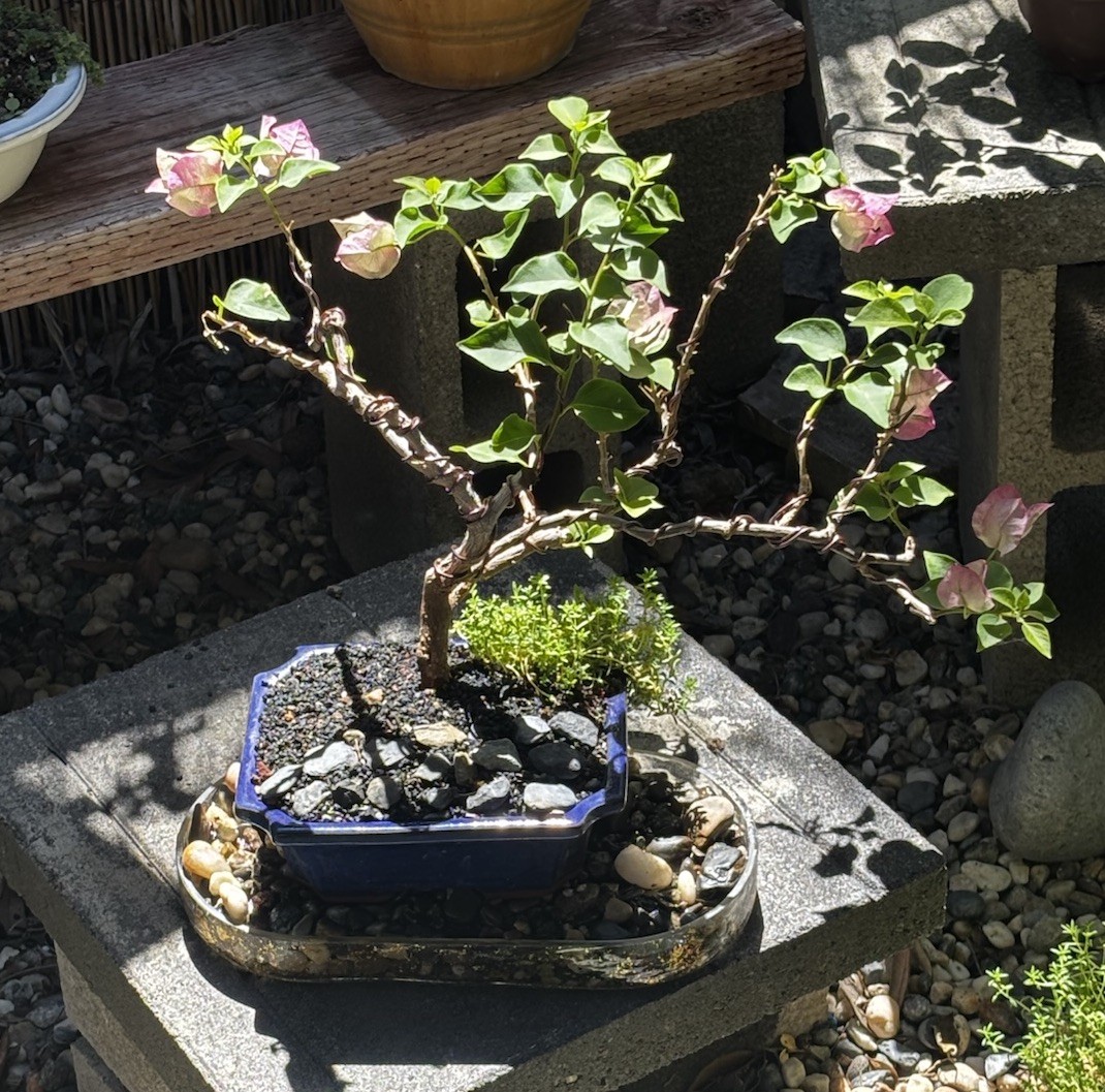 15 YEAR OLD BOUGAINVILLEA BONSAI TREE. WHITE & PINK FLOWERS “YANI’S DELIGHT”