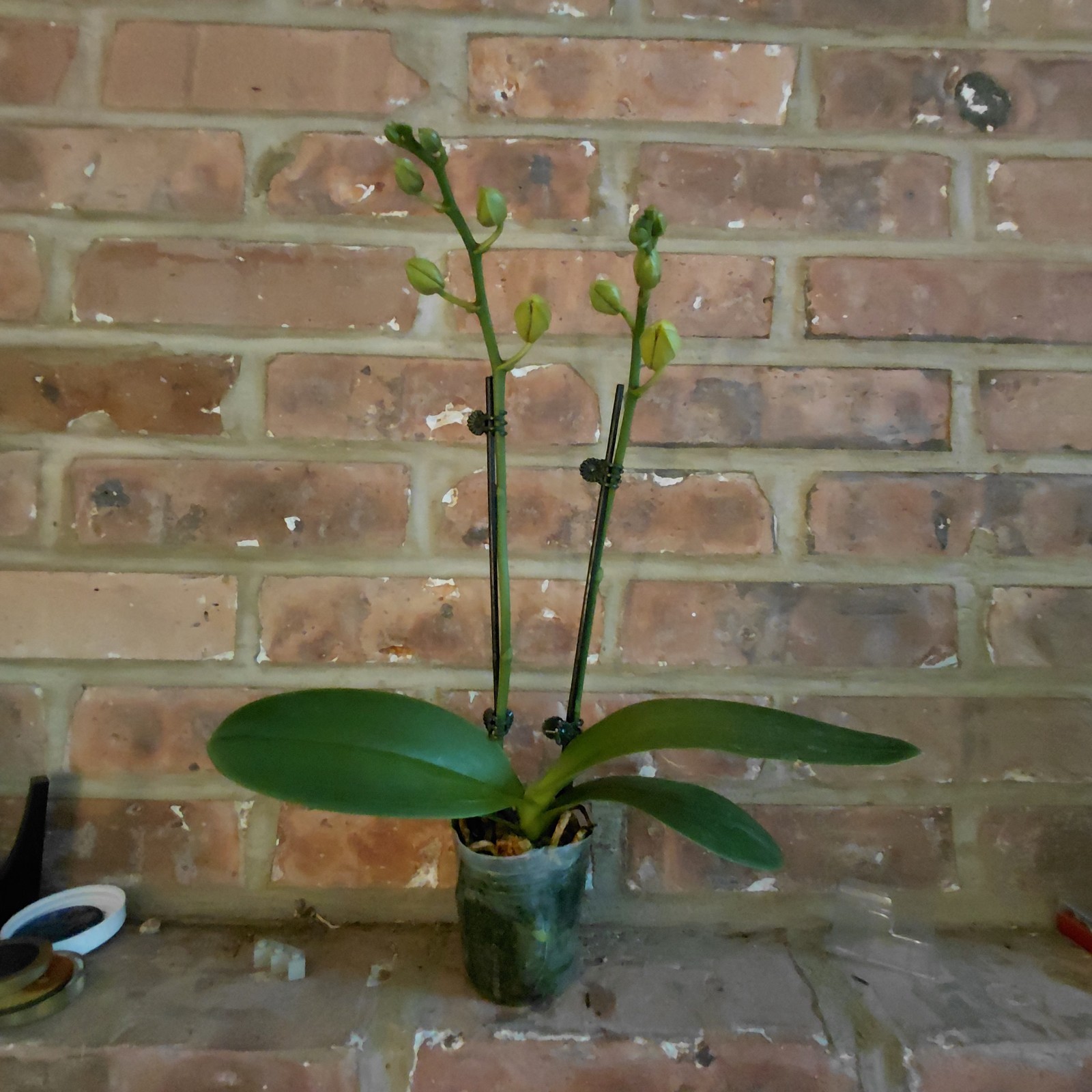 Phalaenopsis -K V Golden Star – 2 Spikes