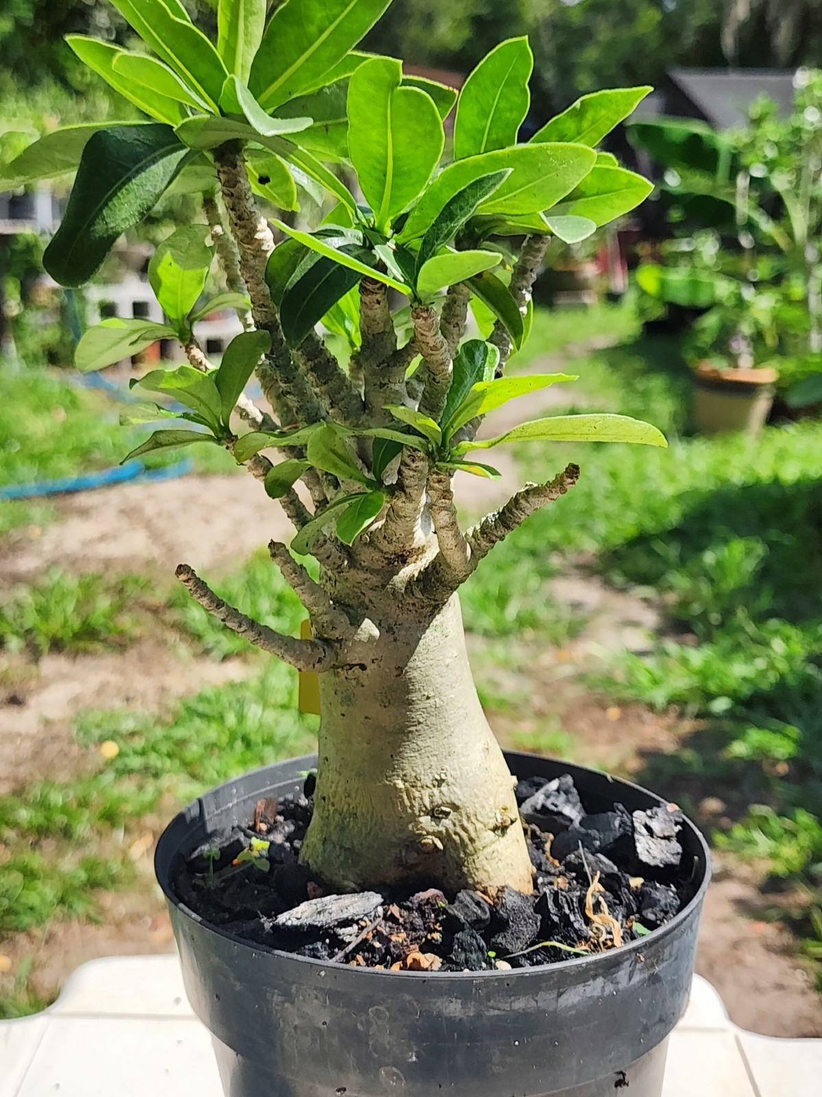 #.G.. Adenium THAI SOKO Desert Rose… big foot ..Plant perfect for bonsai