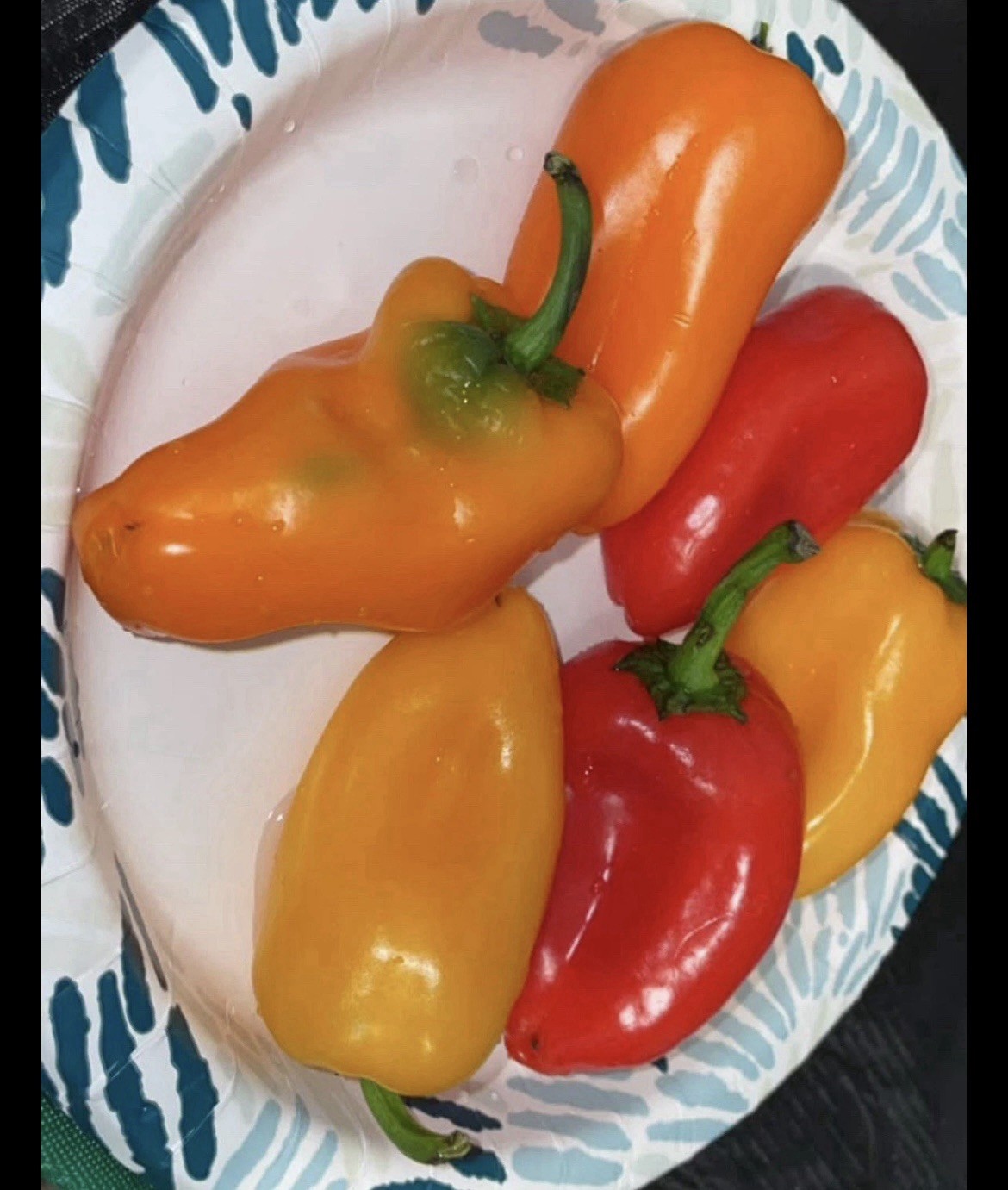 SNACK PEPPERS! MIX OF [YELLOW, ORANGE & RED] PACK OF 25+ SEEDS