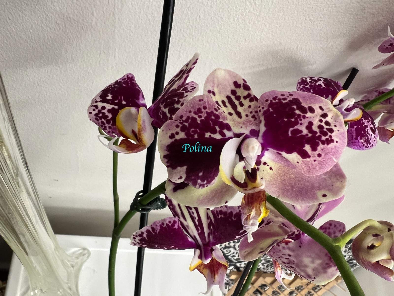 Phalaenopsis Orchid in bloom ‘Dtps I-Hsin Fantastic World’ – large blooms 2stems