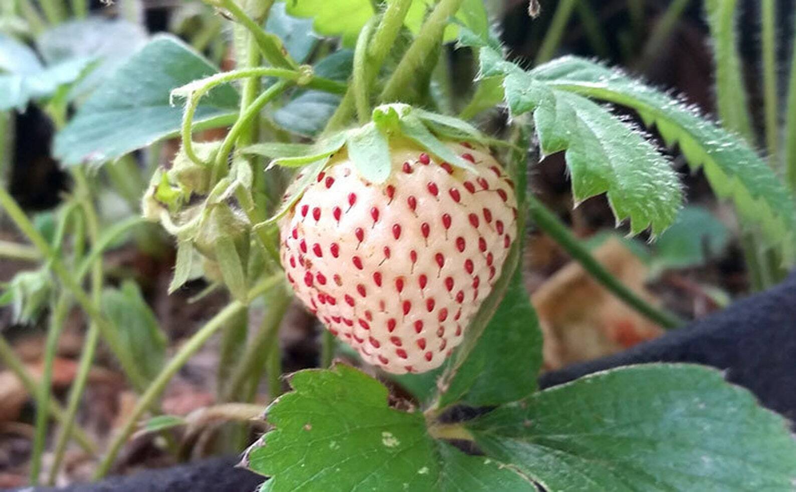 12 Strawberry / PINEBERRY PLANTS – We Use Organic Soil And Organic Amendments !!