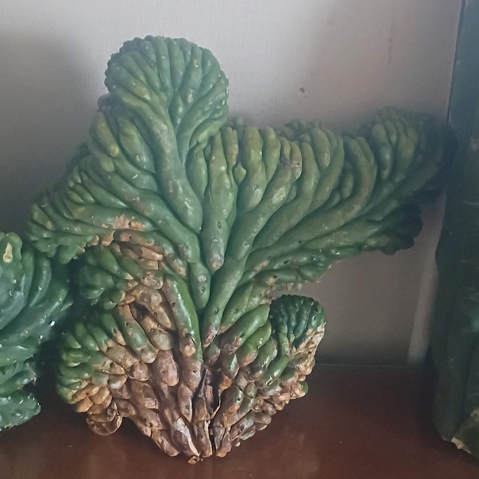 Green Crested Cactus Cuttings Lot – Clumping, Full Sun, 1 Pack