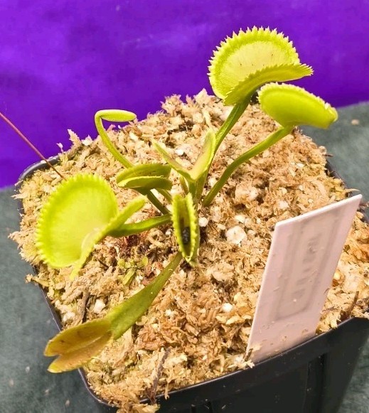 Venus Flytrap JAWS X B52 Large Carnivorous Plant