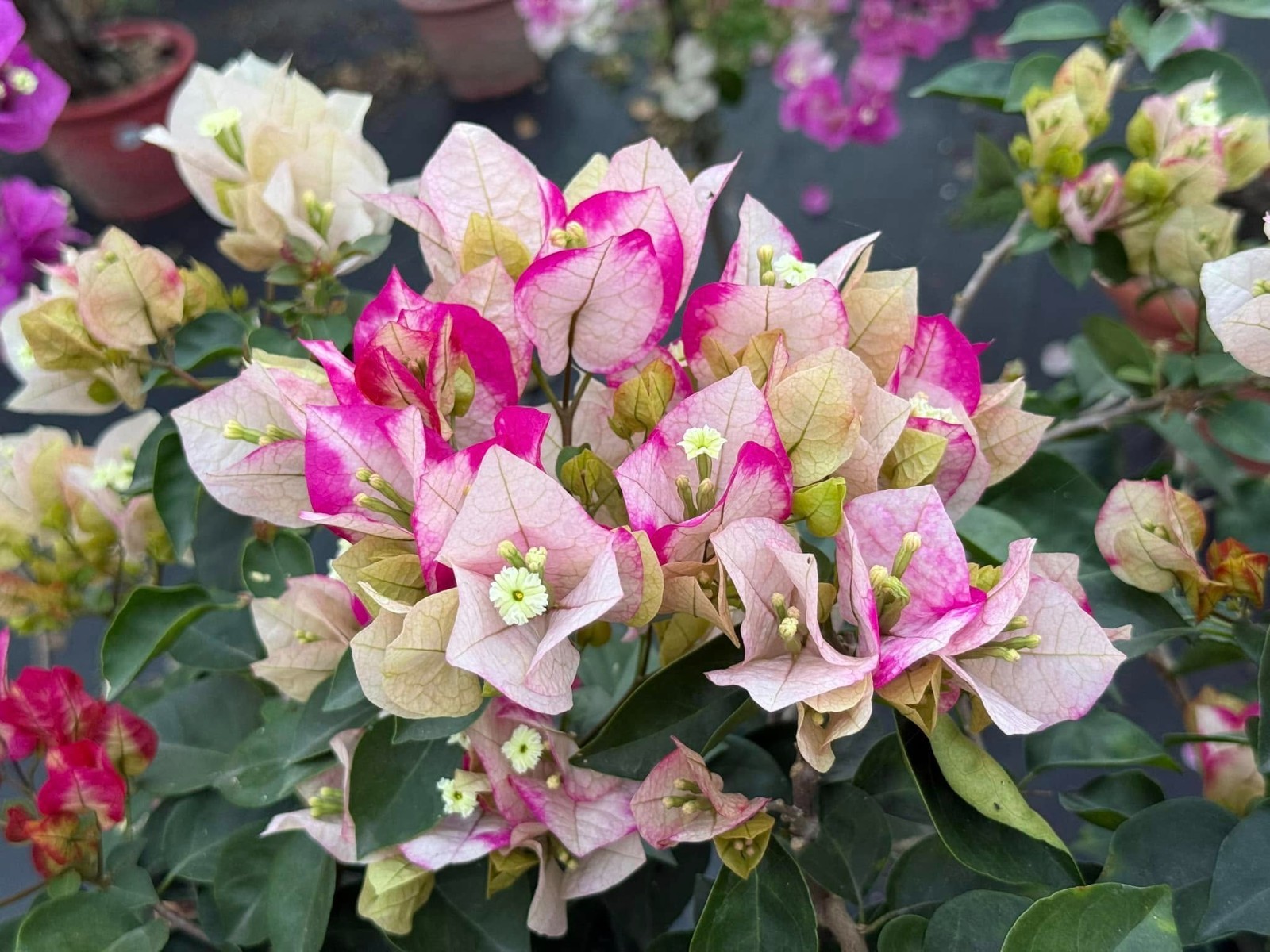 Bougainvillea Marilda’ Live Plant 2 Gal Vine Easy Care Pink Purple White Yellow
