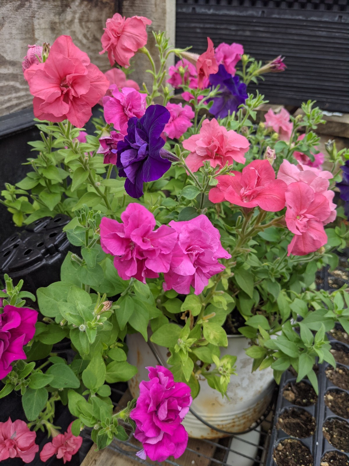 Petunia Double Madness Live Annual Plants/Plugs, 10 “baby” Plants Per Offer