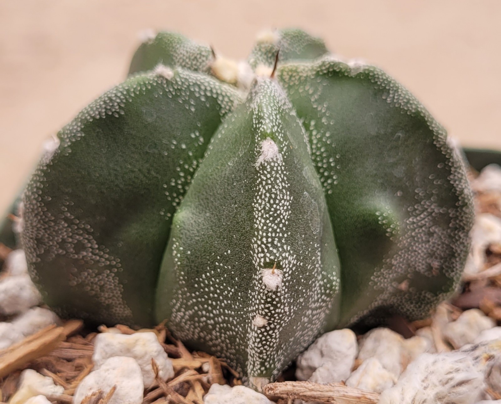 Astrophytum Myriostigma Green With White Marginated Ribs 2″ Wide – Bare Root