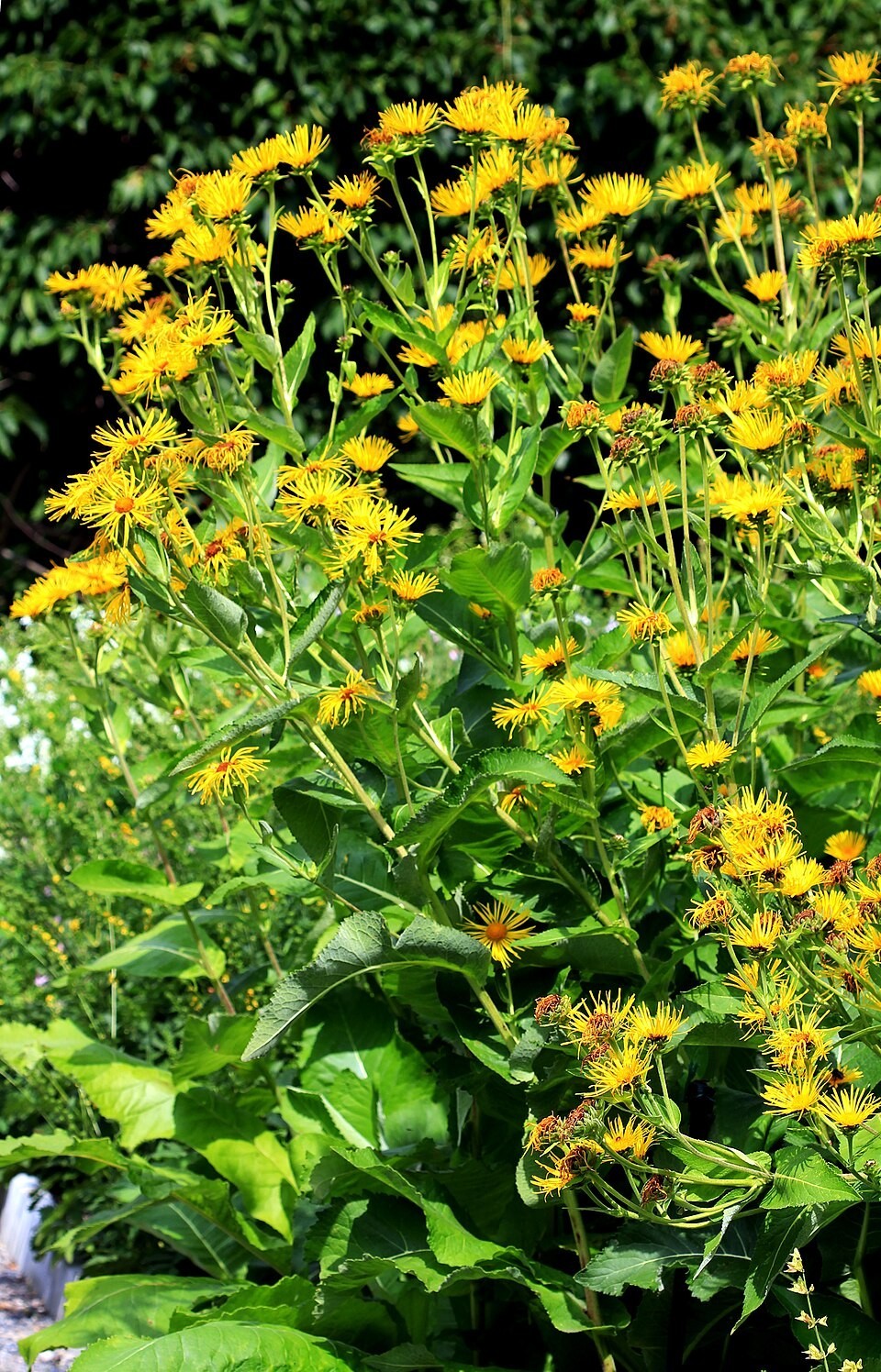 Inula helenium | Elecampane | 20 Seeds