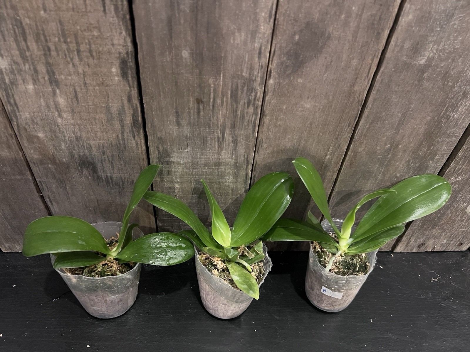 Phal. KS Super Zebra ‘Golden Zebra’, Mature Size, FREE Shipping
